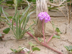 100_0112 Loving Life Blog, Wild Flower, Create from Nothing