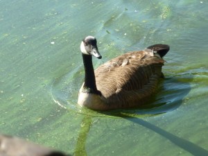 NYC, Central Park, Loving Life Blog, Johanna Nilsson, Life Coach