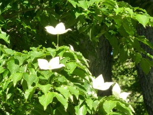 P1020348 NYC, Central Park, Loving Life Blog, Johanna Nilsson, Life Coach