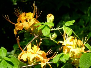 P1020349 NYC, Central Park, Loving Life Blog, Johanna Nilsson, Life Coach